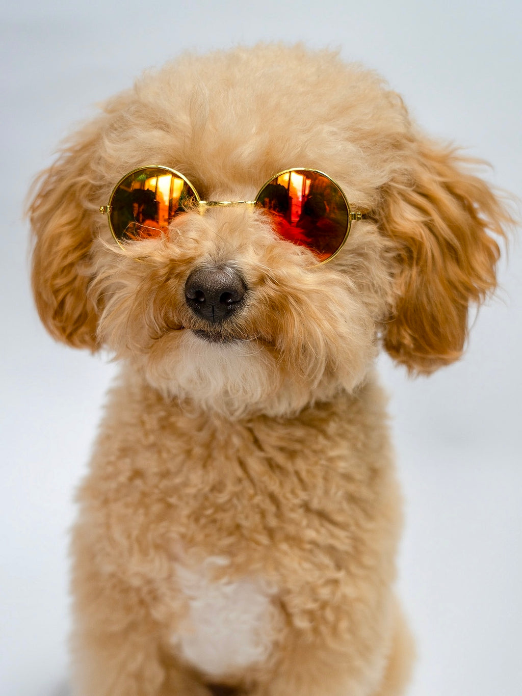 Orange Sunglasses for Dogs