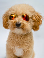 Orange Sunglasses for Dogs