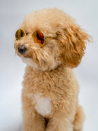 Orange Sunglasses for Dogs