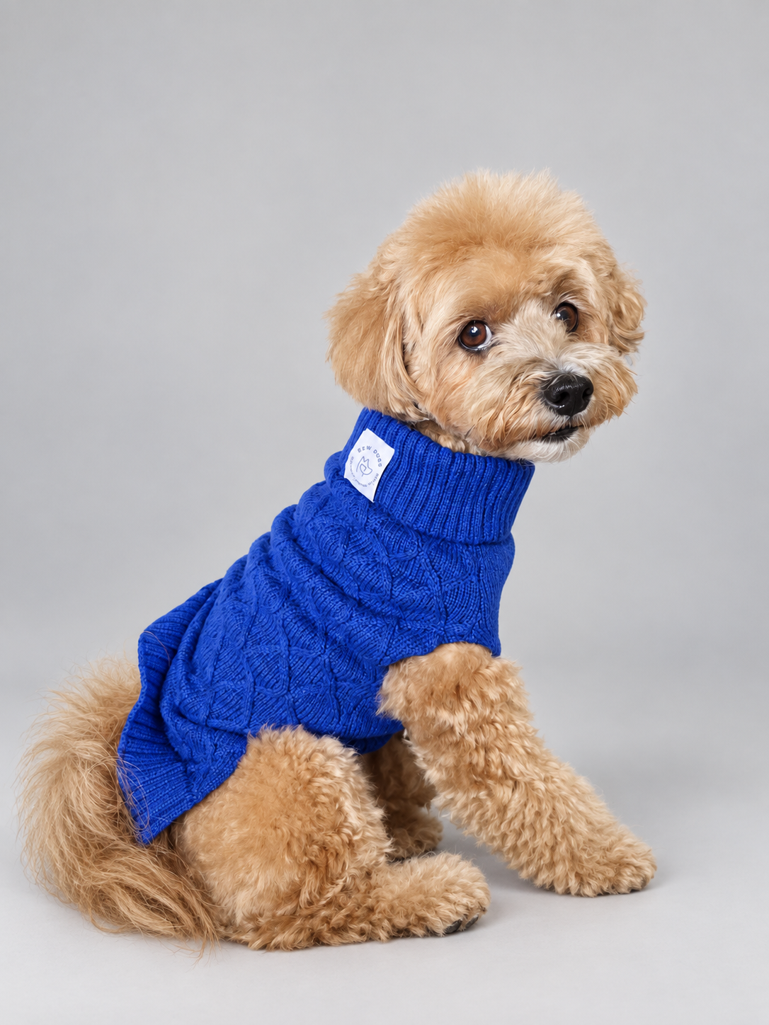 A small fluffy tan dog wearing a midnight blue knit turtleneck dog jumper, sitting against a plain light grey studio background - her jumper is soft and stylish 