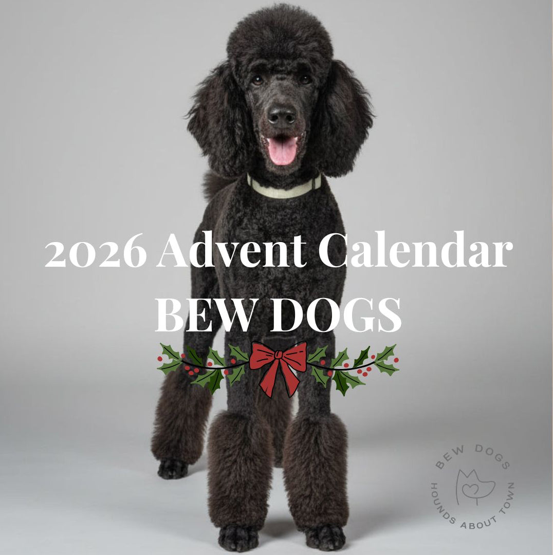 Ridley the standard black poodle advertises the Bew dogs independent dog advent calendar with 24 gifts, worth over £200 and 7 small brands! Perfect gift for every dog 