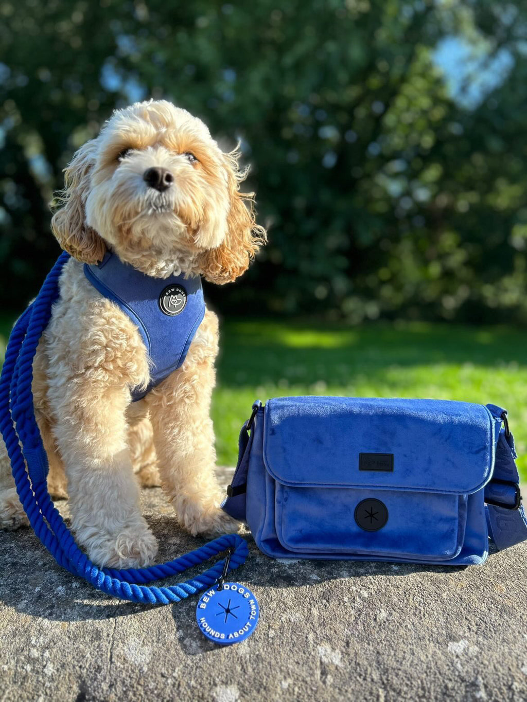 Cute poodle mix, white curly haired Dog wearing a deep blue velvet harness and lead with a matching blue velvet dog walking bag on a stone surface, the perfect accessories for poodles and other small dogs 