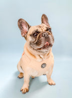 A happy French Bulldog wears an adjustable and comfortable everyday cream harness, against a light blue background