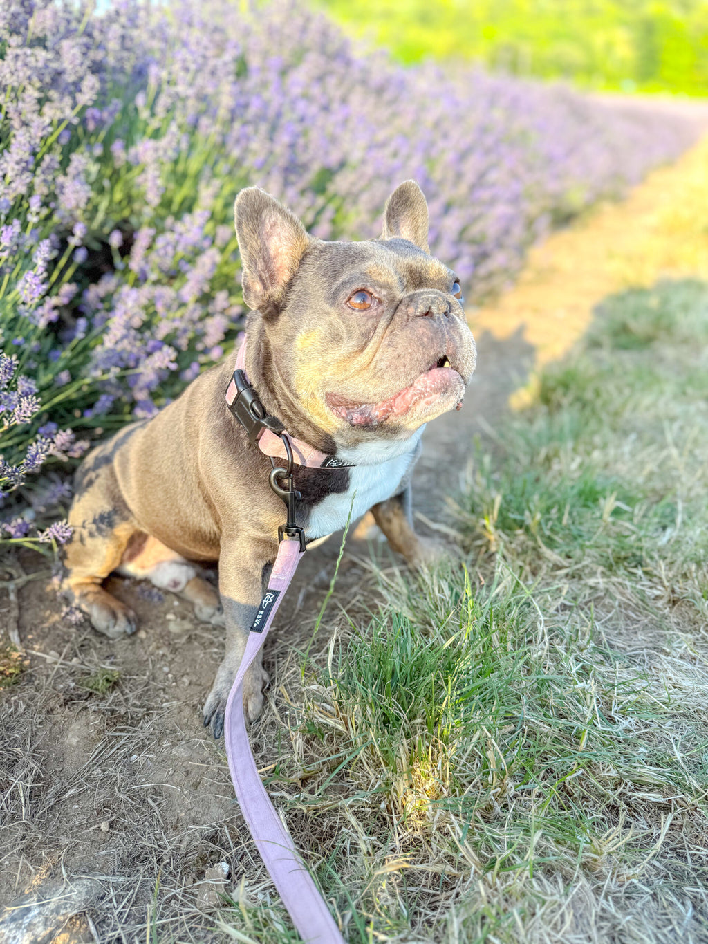 a french bulldog sits in a lavender field wearing a lush pink velvet adjustable dog collar and matching soft velvet lead. 