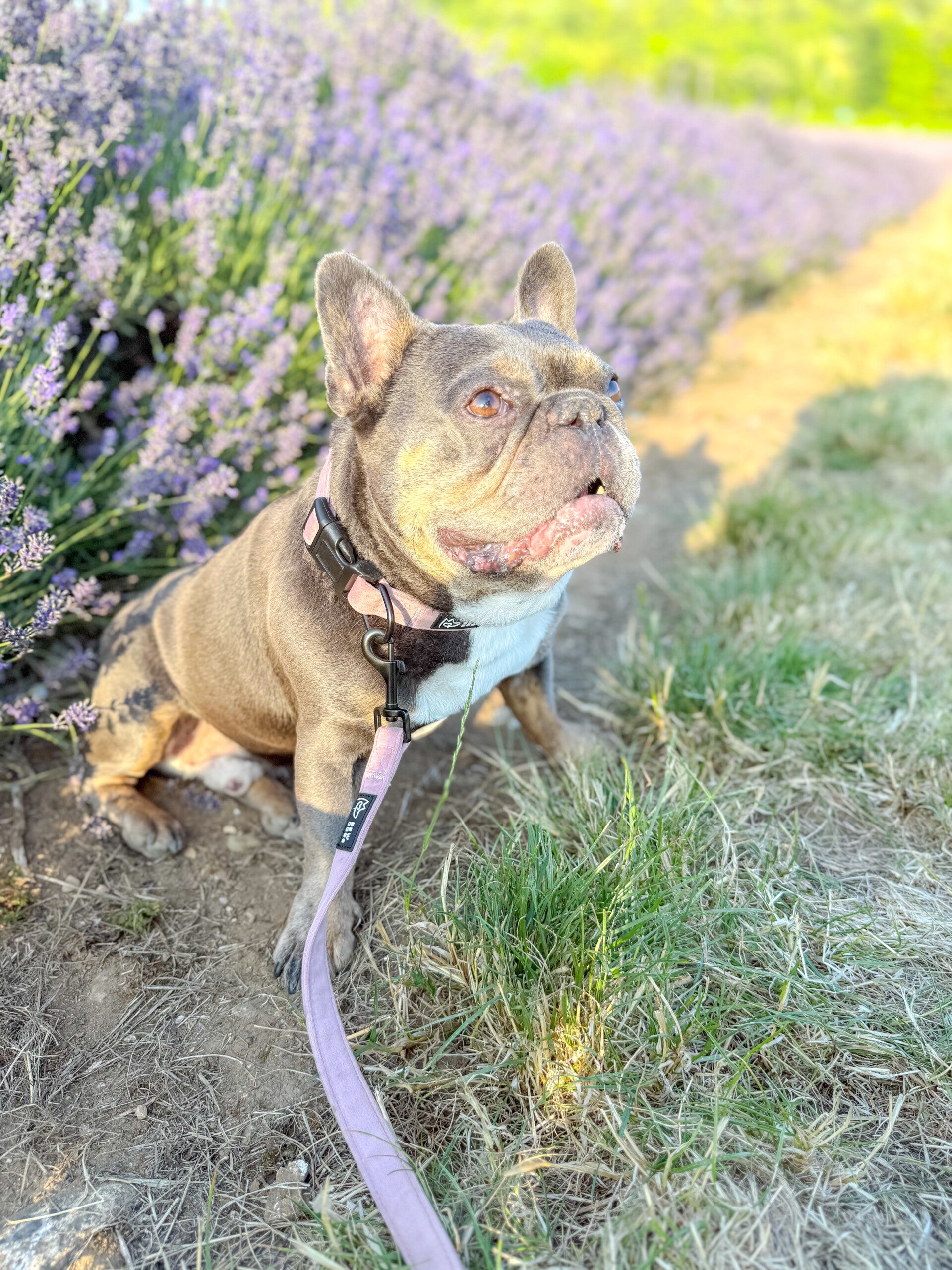 a french bulldog sits in a lavender field wearing a lush pink velvet adjustable dog collar and matching soft velvet lead. 