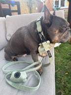 a french bulldog sits on a grey garden sofa, wearing a sage green sundown walking set, including velvet dog collar, matching velvet lead and poo bag holder