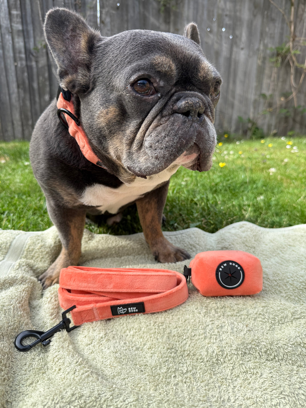 a french bulldog with a white chest sits in the garden, wearing a vibrant peach velvet dog collar, with matching lead and poo bag holder - the perfect essential walking set for dogs. 