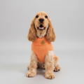 Hattie the cream spaniel wears a lux peach cable knit jumper from bew dogs, set against a studio grey backdrop 