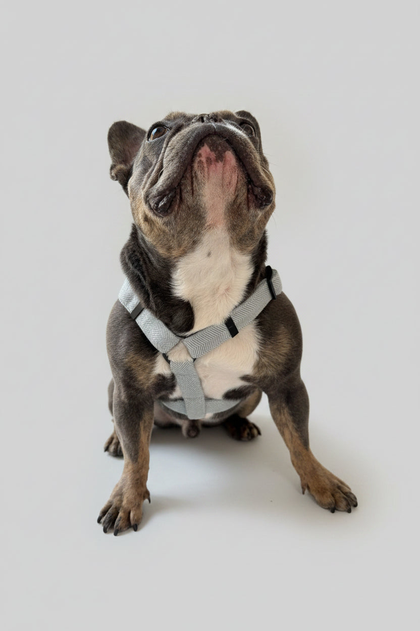 white and tan french bulldog wearing a lightweight blue herringbone air harness in a studio with grey backdrop