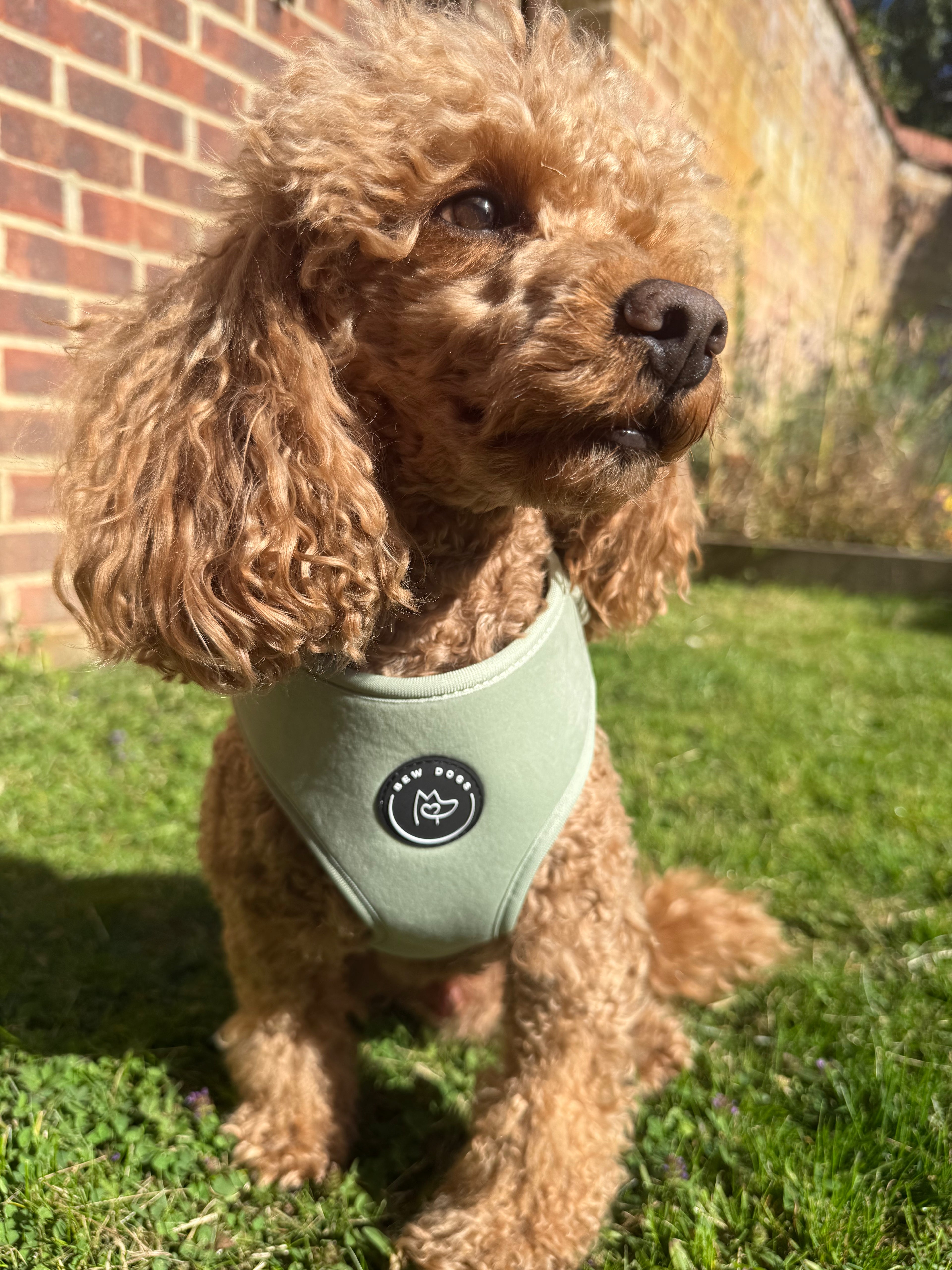 Sundown Sage Green Velvet Harness