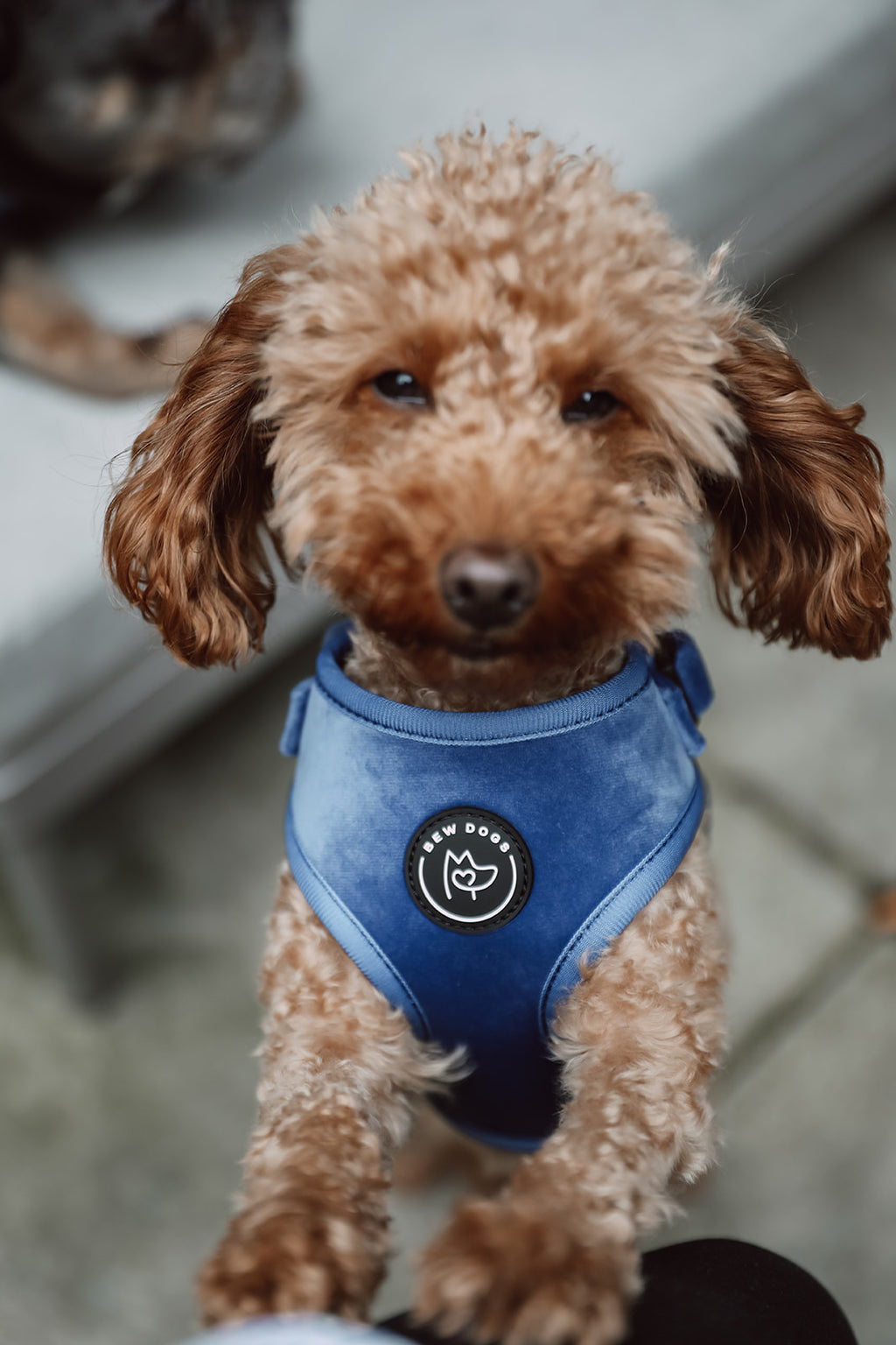 Small dog wearing a blue velvet harness with a brand logo on a blurred background