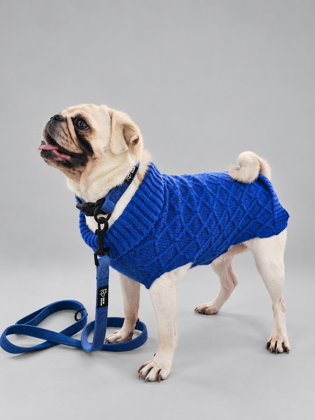 A small white pug dog wearing a deep blue cable-knit dog jumper and matching blue velvet collar and dog lead, standing against a plain light grey studio background - showcasing the beautiful deep blue midnight collection from bew dogs 