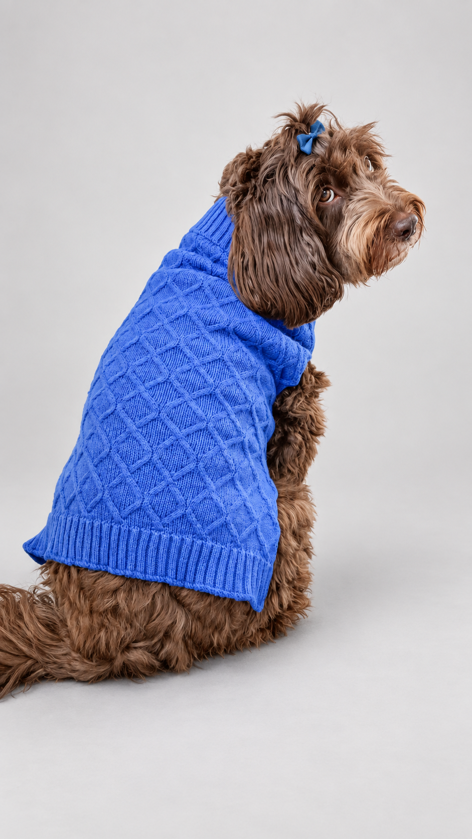 A brown curly-haired cockapoo dog wearing a bright blue knitted dog jumper, photographed against a neutral light grey studio background, she is facing away from camera to show the beautiful cable knit jumper but turns her head back to camera  
