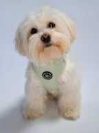 a cute white fluffy small dog wearing a soft herringbone harness