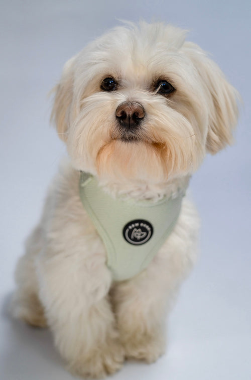 Small white dog wearing a light green harness on a plain background