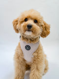 Small dog wearing a pale lilac harness on a white background
