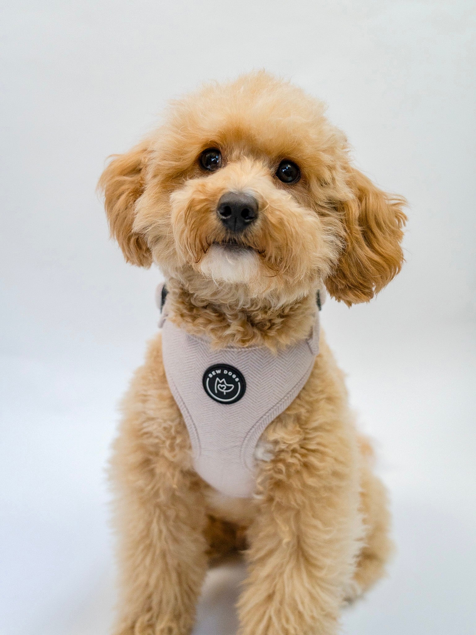 Small dog wearing a pale lilac harness on a white background