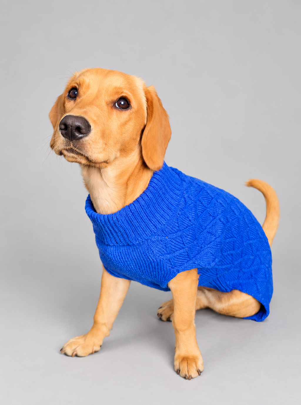 Nova is a cockador puppy, she wears a midnight blue large cable knit dog jumper, set against a grey studio backdrop 