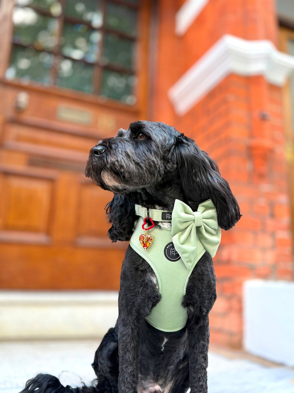 Patu the black cockapoo, wears a sage green velvet harness from bew dogs and matching  sailor bow for dogs. He is sat on a white stone step in front of a red brick London townhouse & wears an autumn heart collar charm 