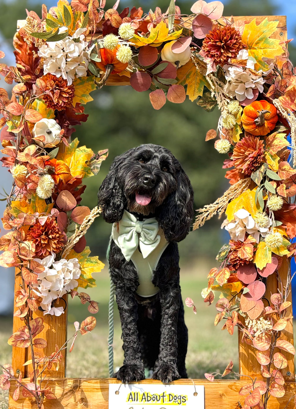 A black curly-haired dog wearing a sage green bow tie stands centered inside a large wooden autumn-themed photo frame decorated with faux leaves, pumpkins, and flowers. The sign at the bottom reads 'All About Dogs' - Patu wears a sage green velvet walking set and gorgeous sailor bow n velvet from Bew dogs 