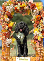 A black curly-haired dog wearing a sage green bow tie stands centered inside a large wooden autumn-themed photo frame decorated with faux leaves, pumpkins, and flowers. The sign at the bottom reads 'All About Dogs' - Patu wears a sage green velvet walking set and gorgeous sailor bow n velvet from Bew dogs 