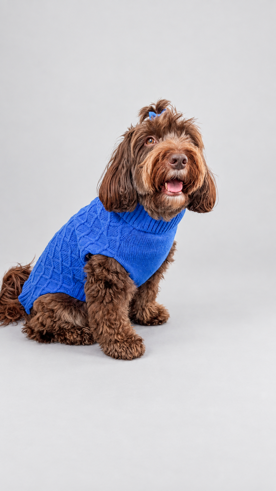 A brown curly-haired cockapoo dog wearing a bright blue cable-knit dog jumper, sitting against a solid light grey studio background