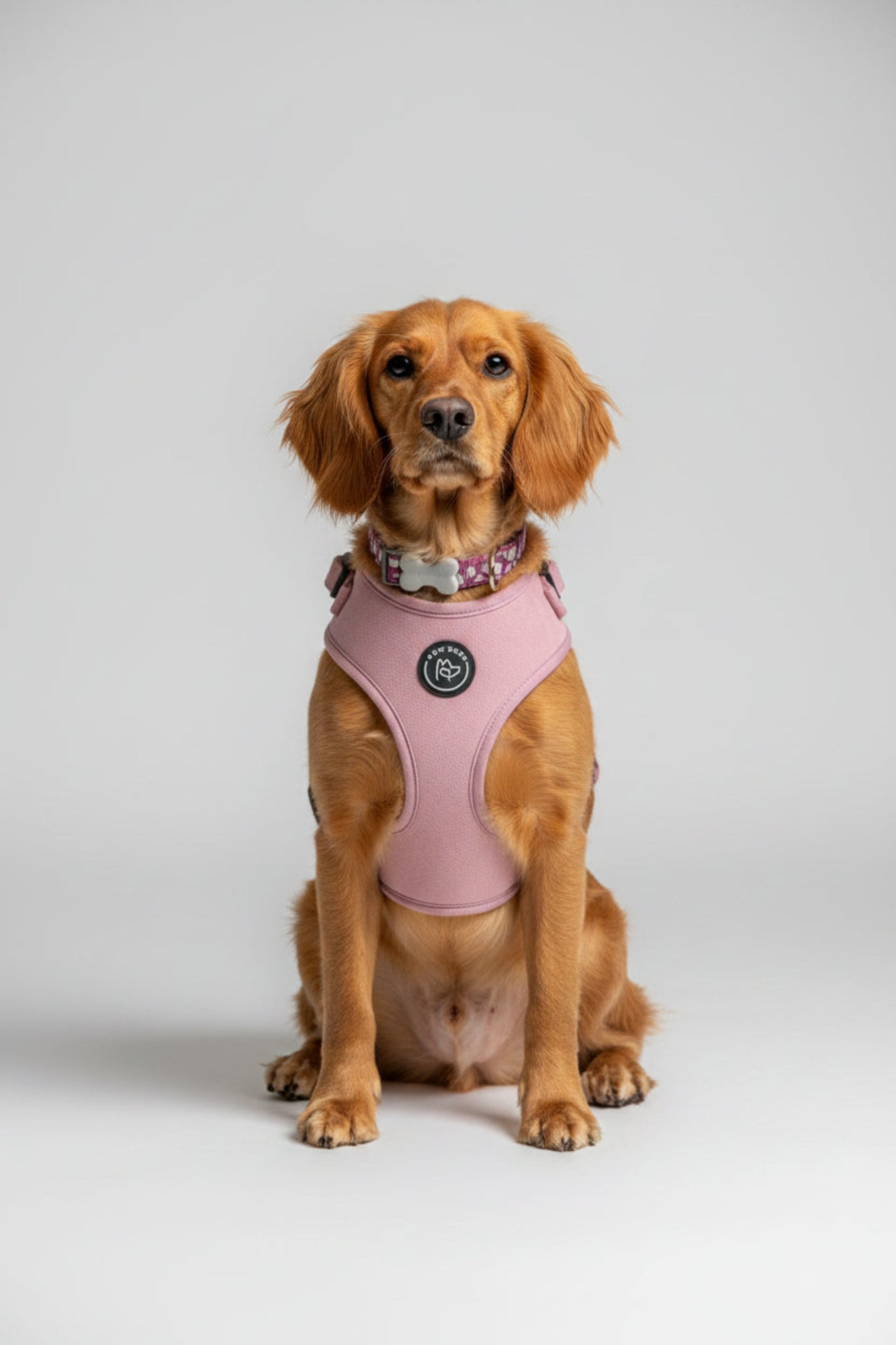 Red spaniel wearing a pink velvet harness sitting against a grey background