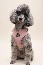 A grey & white parti poodle with a fresh groom, is wearing a vibrant rose pink soft velvet harness, in a studio shot, set against a white background 