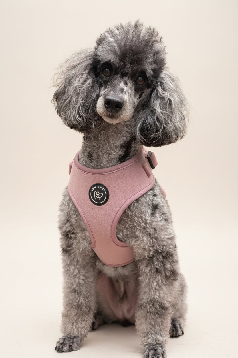 A grey & white parti poodle with a fresh groom, is wearing a vibrant rose pink soft velvet harness, in a studio shot, set against a white background 