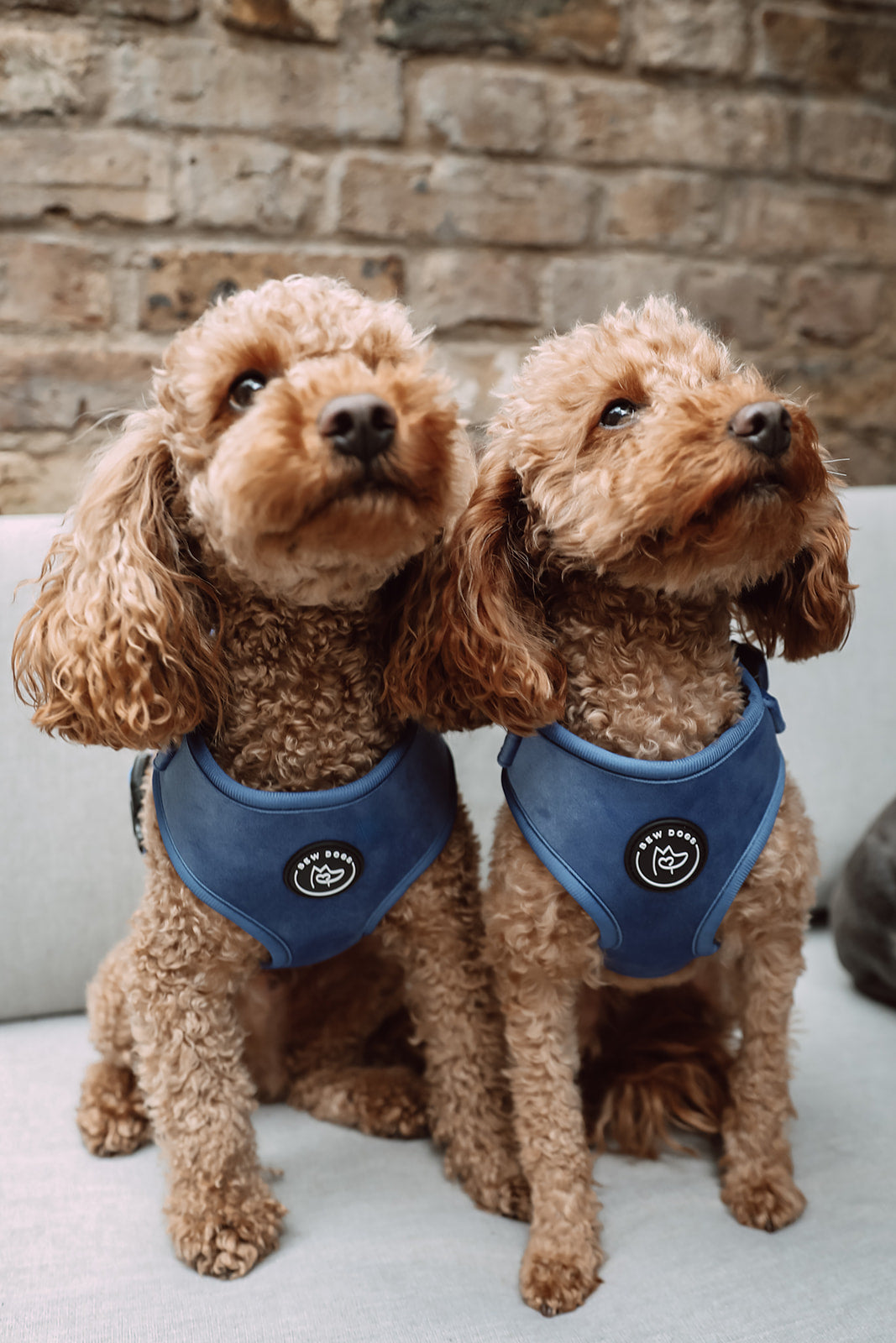 Two poodles wearing matching midnight blue velvet harnesses sitting on a couch with a stone wall background.