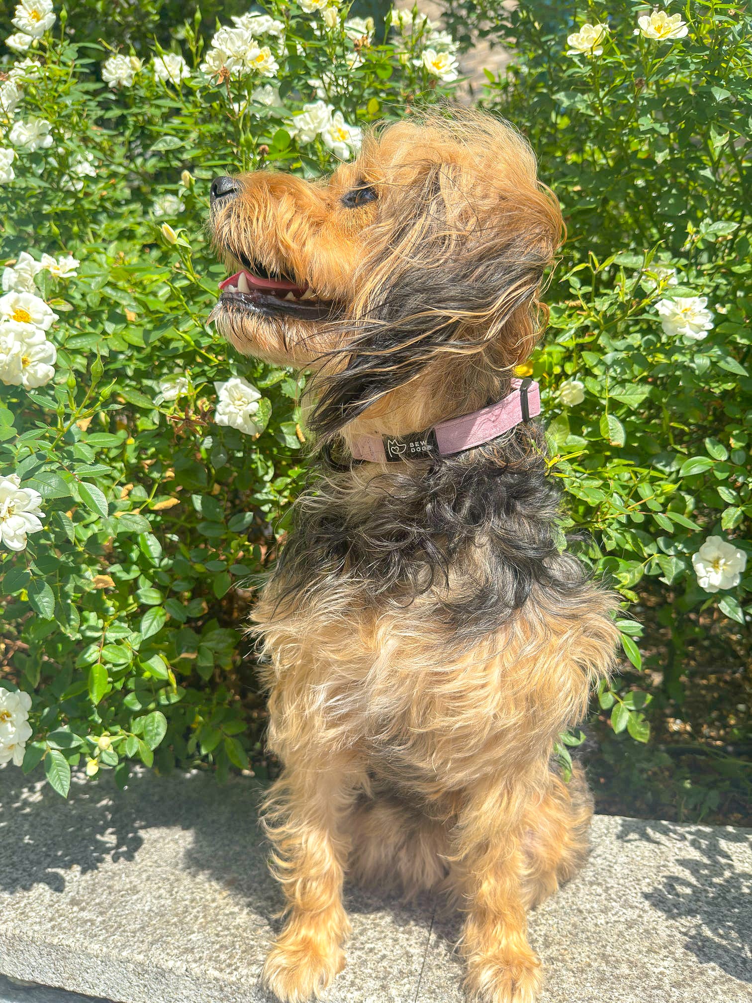 Tan dog sitting on a stone surface, weqaring a luxury rose pink velvet dog collar from bew dogs, with greenery and flowers in the background