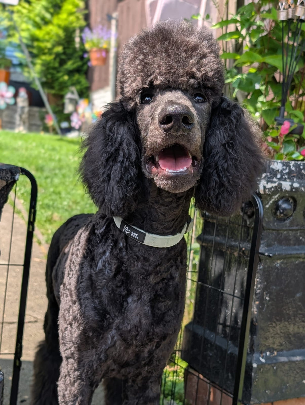 Black large standard poodle standing outdoors with a garden background, wearing a soft adjustable green velvet collar from bew dogs 