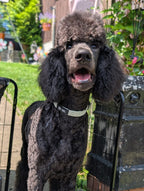 Black large standard poodle standing outdoors with a garden background, wearing a soft adjustable green velvet collar from bew dogs 