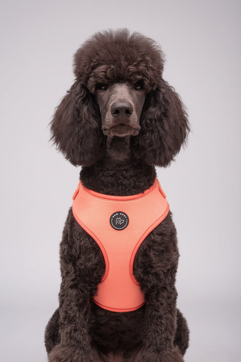 a black standard poodle, large breed dog in a studio shot modelling the peach velvet new dogs harness - now available in an extra size: XL for bigger breed dogs 
