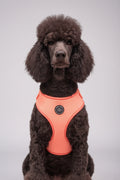 a black standard poodle, large breed dog in a studio shot modelling the peach velvet new dogs harness - now available in an extra size: XL for bigger breed dogs 