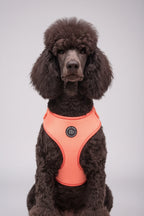 a black standard poodle, large breed dog in a studio shot modelling the peach velvet new dogs harness - now available in an extra size: XL for bigger breed dogs 