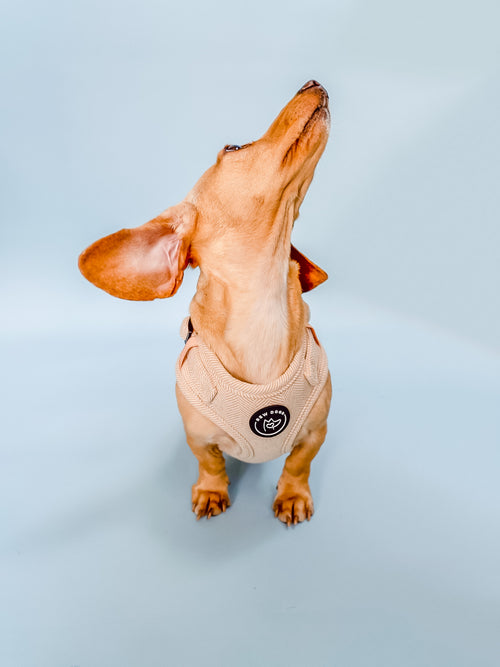 A Small brown dachshund is wearing a perfectly well fitted beige harness on a light blue background
