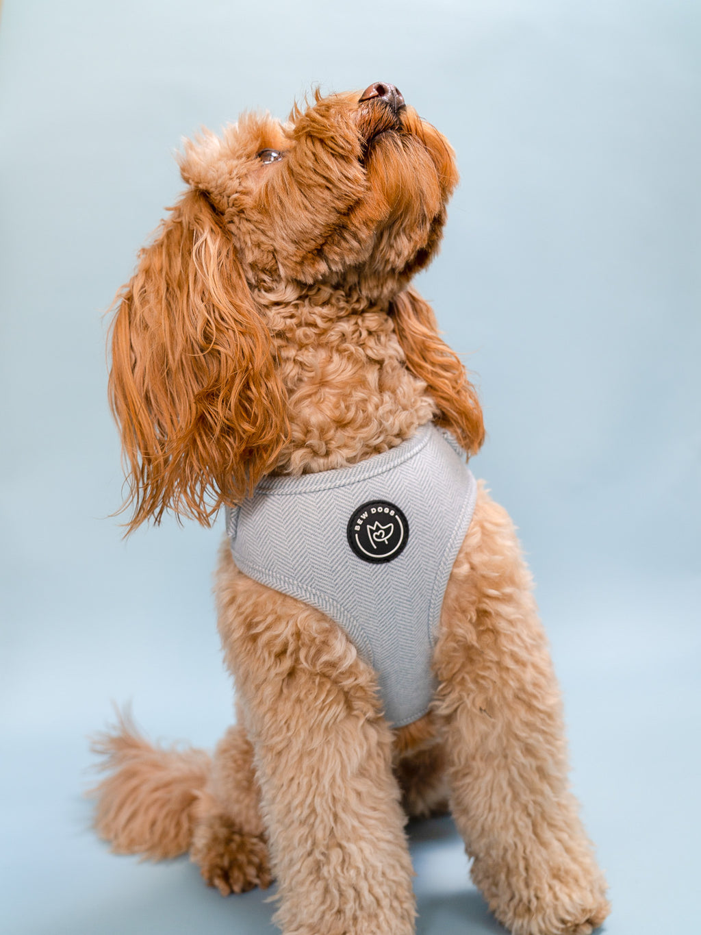 Dog wearing a comfortable and adjustable sky blue harness on a light blue background, the dog is cream and fluffy