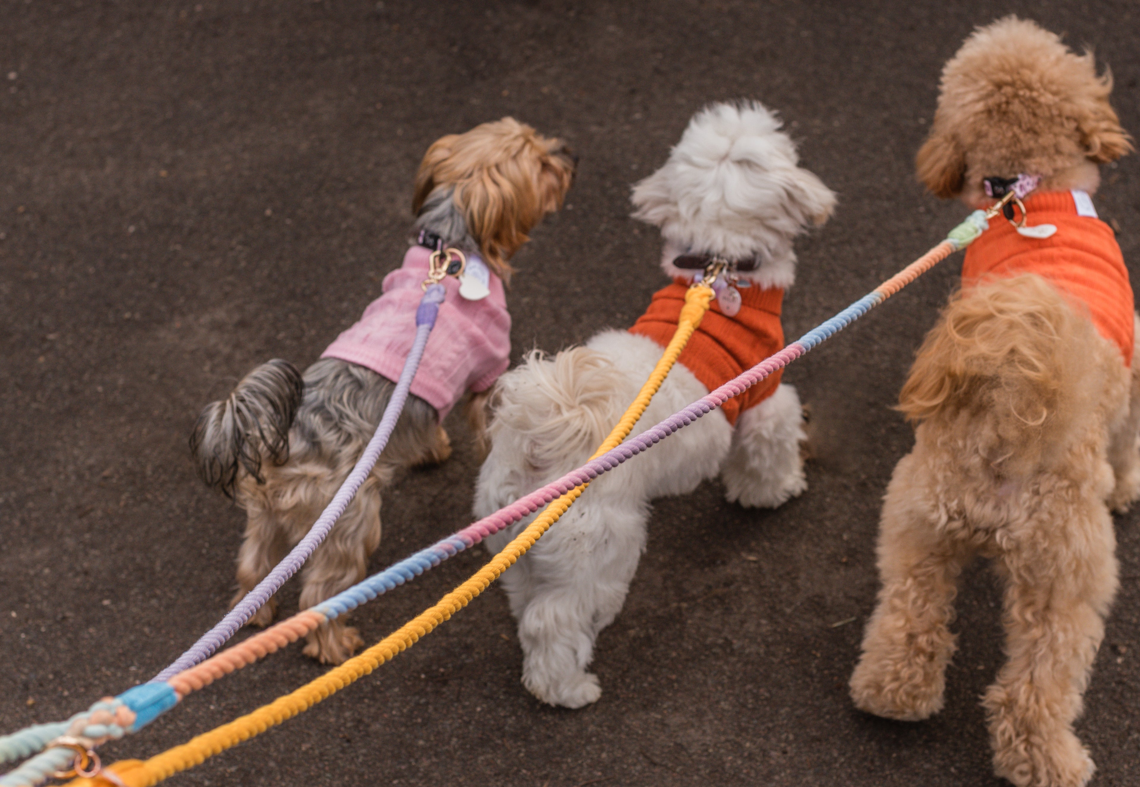 Three dogs on leashes with colourful, pastel rope leads on a dark ground