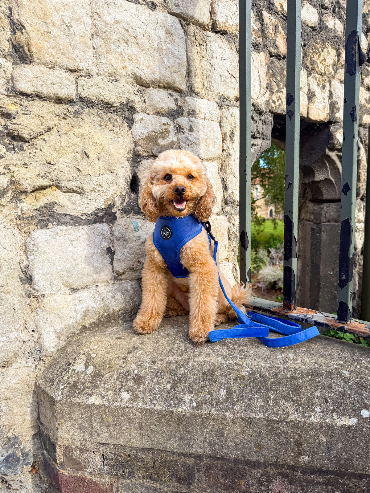 A small golden poodle sits on a stone ledge wearing a bright blue velvet harness and matching lead from the bew dogs midnight collection, positioned in front of a rustic stone wall. 