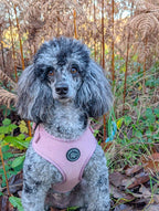 a gorgeous grey and black poodle wears a stunning soft pink velvet harness, she is in the woods. 
