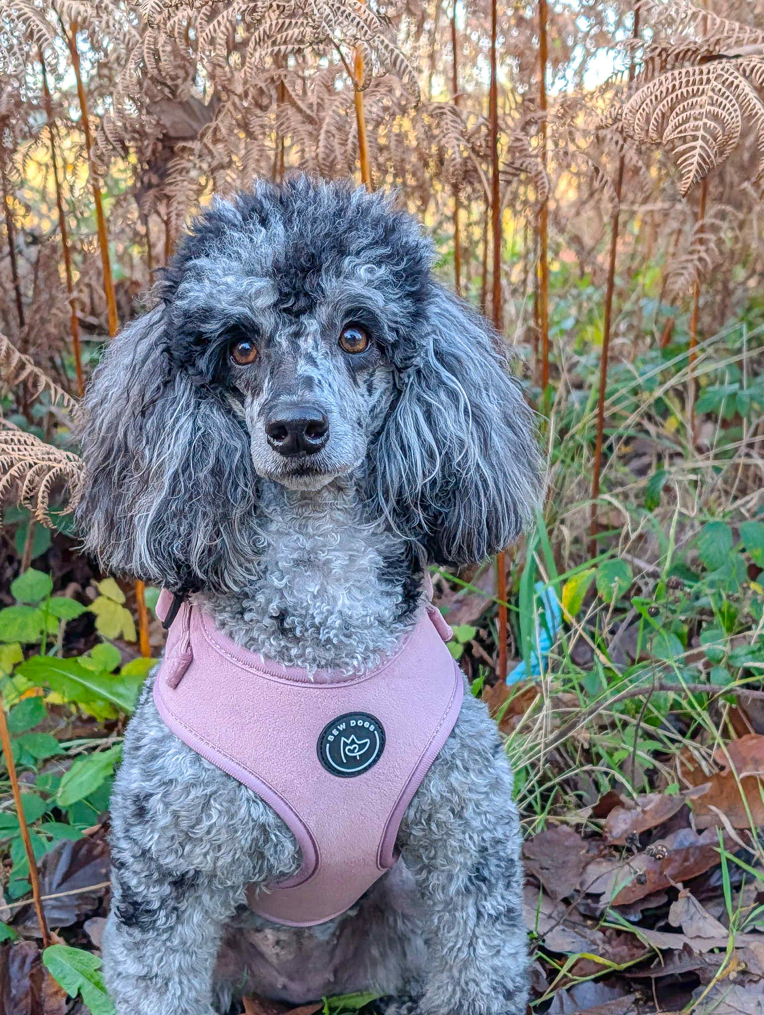 a gorgeous grey and black poodle wears a stunning soft pink velvet harness, she is in the woods. 