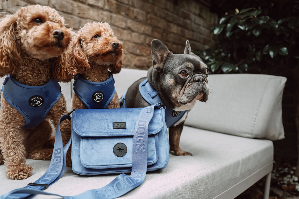 Three dogs wearing blue harnesses with a matching velvet bag on a couch. The dog walking bag is fully versatile and functional for dog walks to brunch.