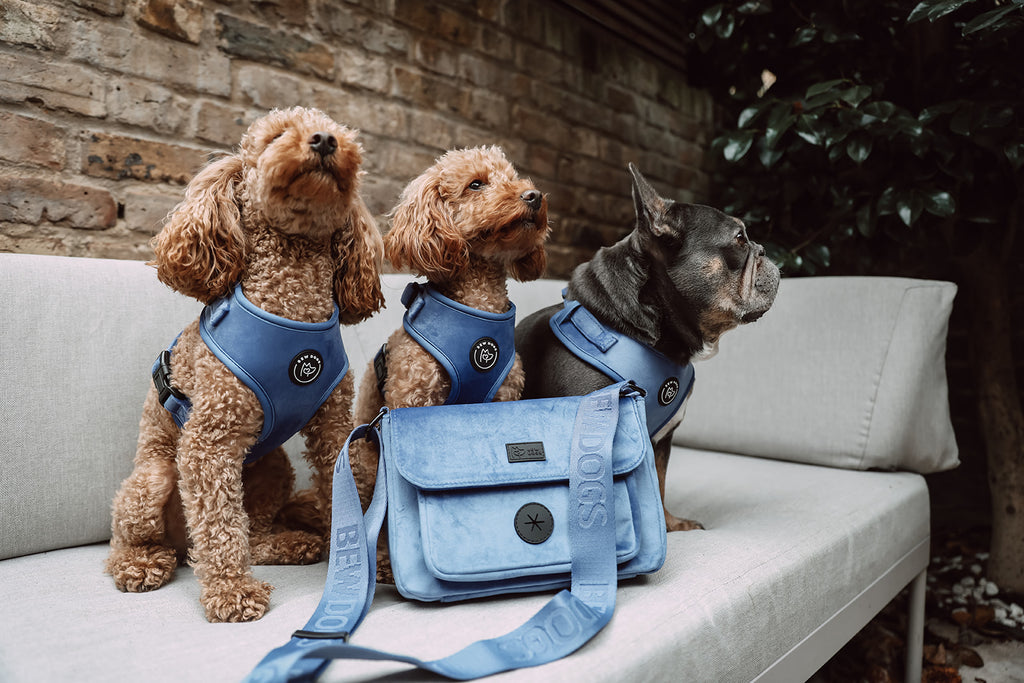 Three dogs wearing blue dog collars and harnesses sitting on a couch with a matching blue dog walking bag.