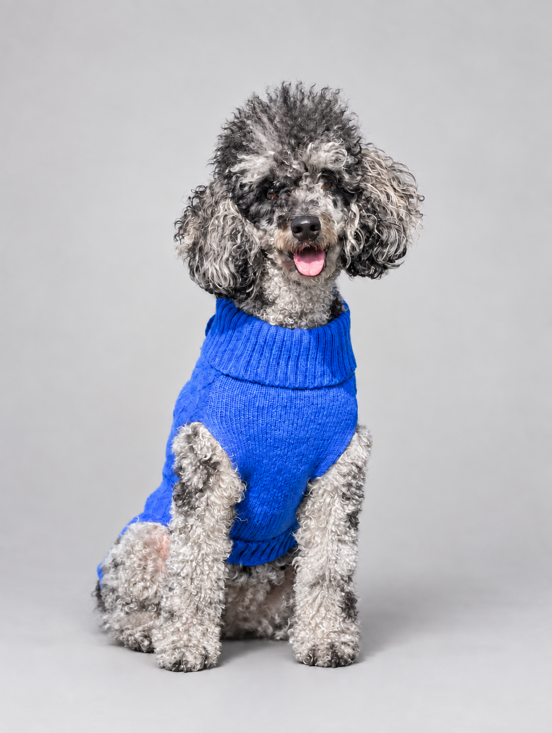 A gray and white poodle wearing a bright blue cable knit dog jumper, sitting against a solid grey studio background.