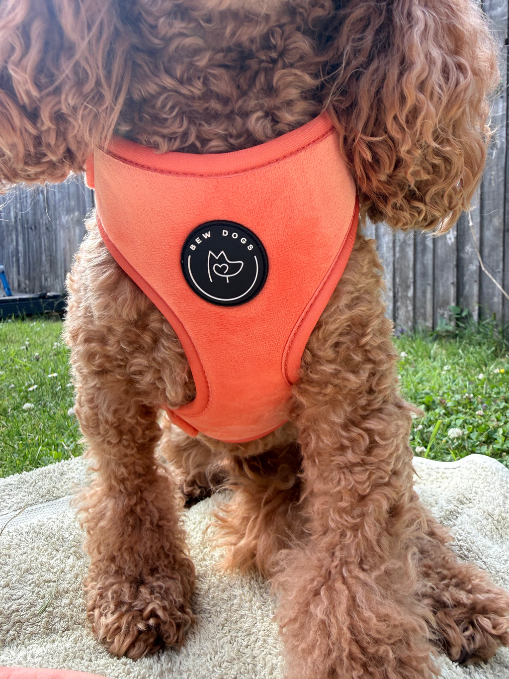 a close up of a curly red poodle, wearing a vibrant summer peach dog harness, sitting in a garden