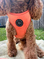 a close up of a curly red poodle, wearing a vibrant summer peach dog harness, sitting in a garden