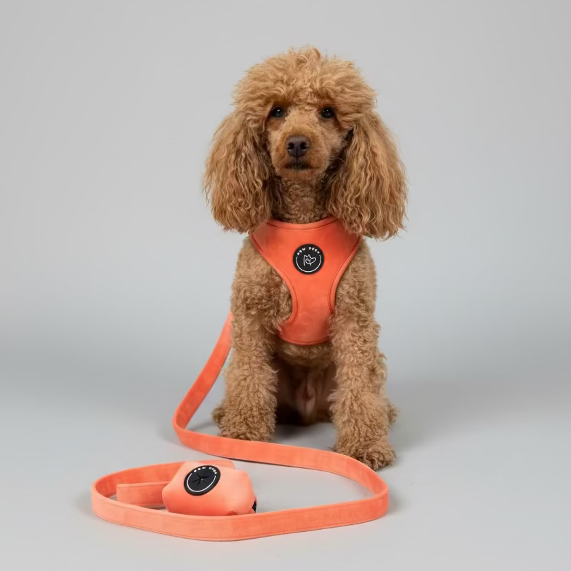 a red toy poodle wears a gorgeous sundown peach dog harness, with matching walking set including lead and poo bag holder - set against a grey studio background