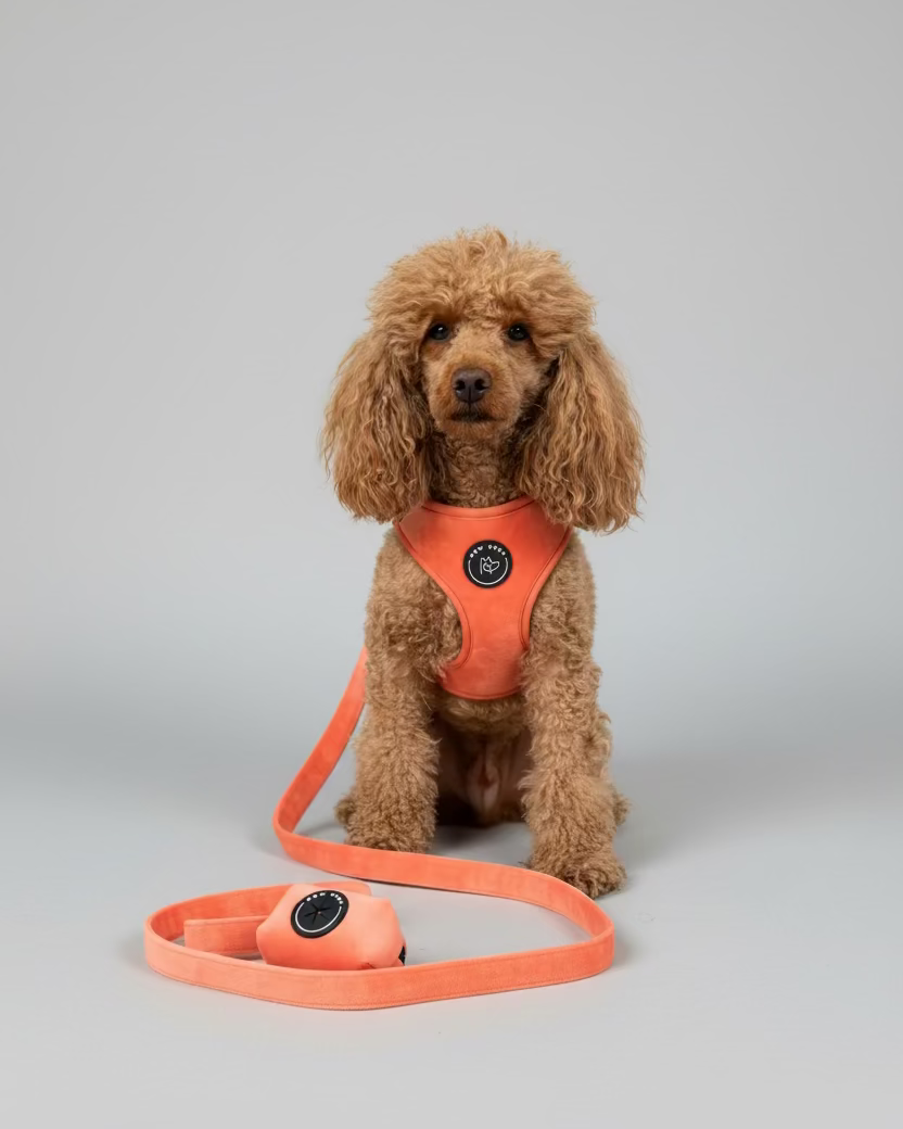 a red toy poodle wears a gorgeous sundown peach dog harness, with matching walking set including lead and poo bag holder - set against a grey studio background
