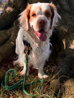 A white and brown long-haired dog sitting outdoors under a tree, with a Forrest green lead coiled on the grass.